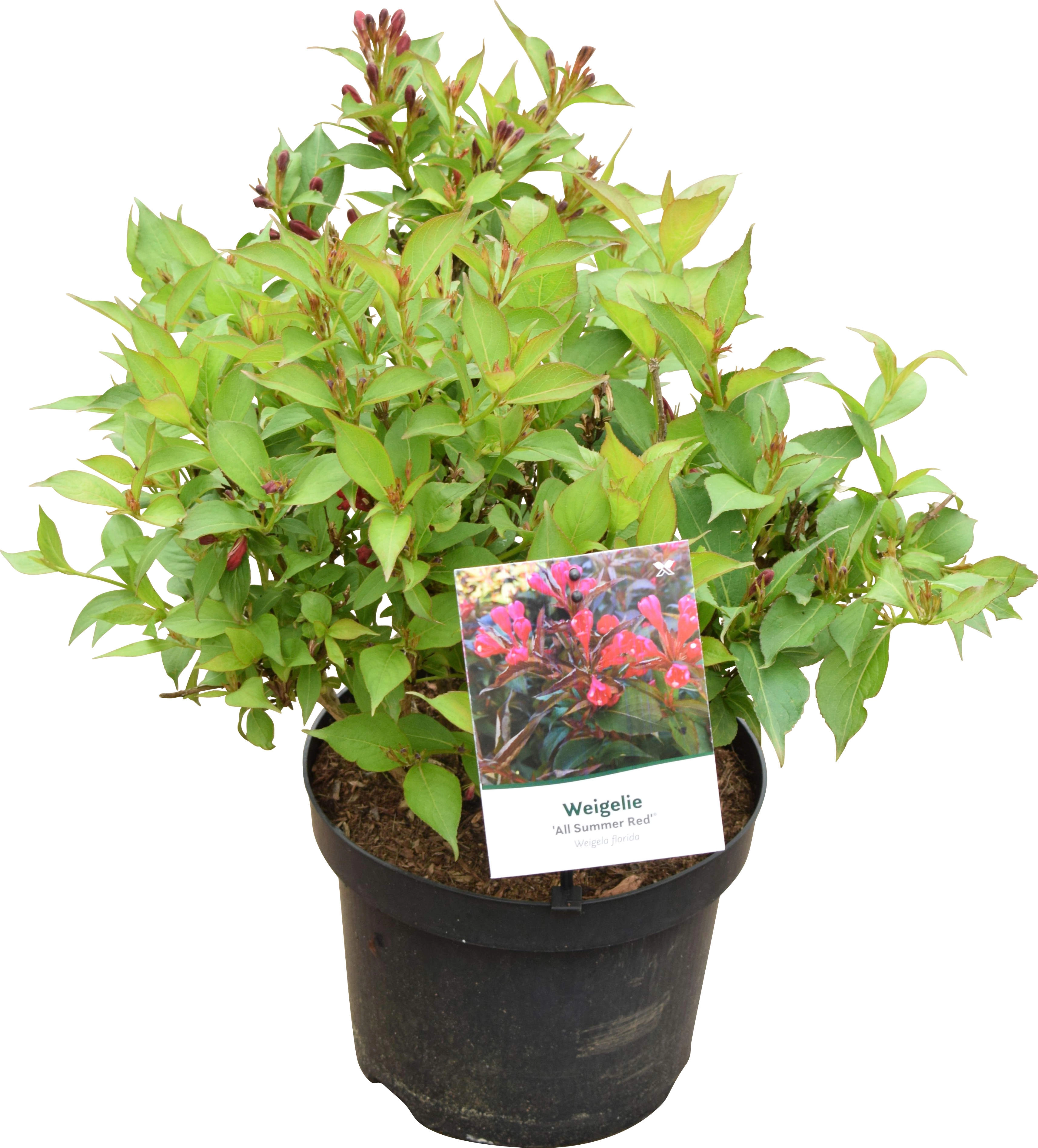 ZwergWeigelie Weigela florida All Summer Red Topf Ø 21 cm kaufen bei OBI