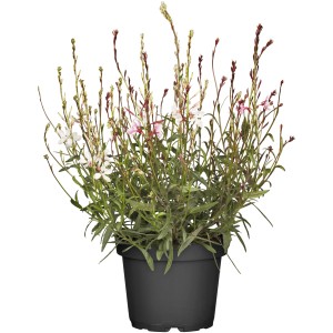 GROW by OBI Gaura in vaso, fiori rosa e bianchi, Ø vaso circa 13 cm.