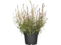 GROW by OBI Garten-Prachtkerze Gaura Topf Ø 13 cm