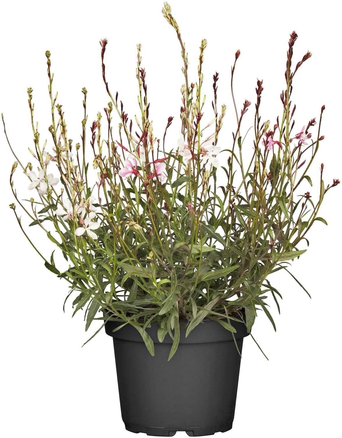 GROW by OBI GartenPrachtkerze Gaura Topf Ø 13 cm kaufen bei OBI