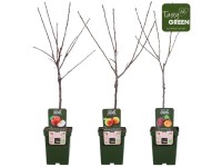 Obst-Mix Organic  verschiedene Sorten 23 l / Höhe 55 - 65 cm / 1 Stk.