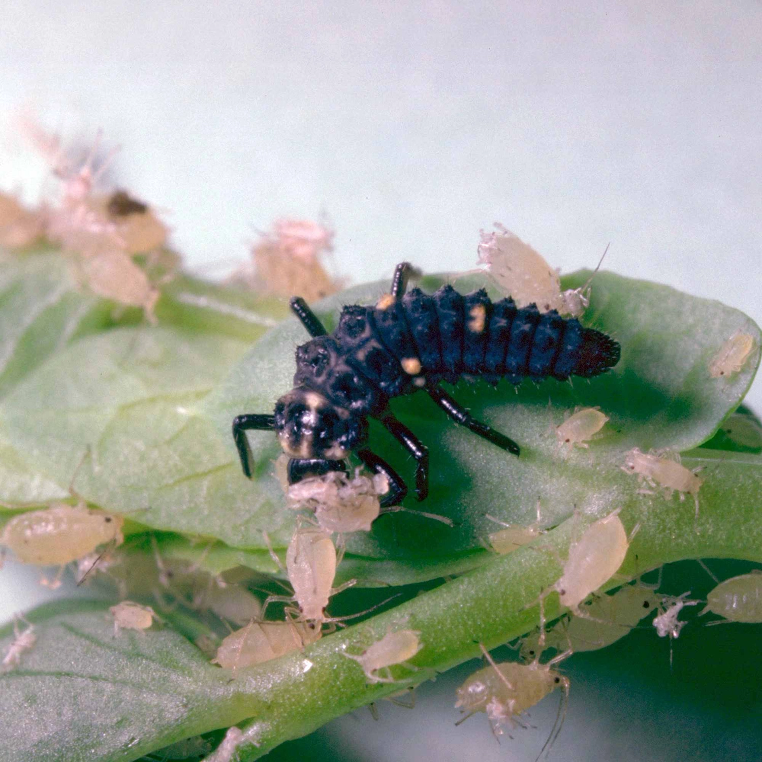 Larves de coccinelles Adalia