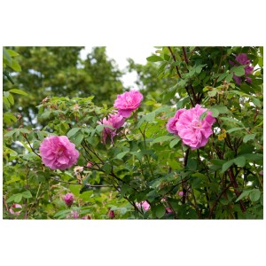 Rosa Rugosa ibrido 'Therese Bugnet' con fiori rosa in vaso.