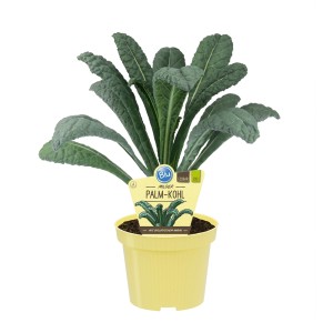 Chou palmier bio en pot (Ø 12cm). Légume feuille aux feuilles bleu-vert.