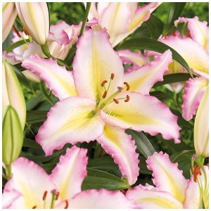 Grow by OBI Lilium Hocus Pocus, fiore rosa-giallo, 2 pezzi. Bulbi da fiore per giardino e aiuola.