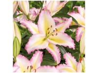 Grow by OBI Lilien Hocus Pocus 2 Stk. Grow by OBI Lilien Hocus Pocus 2 Stk.