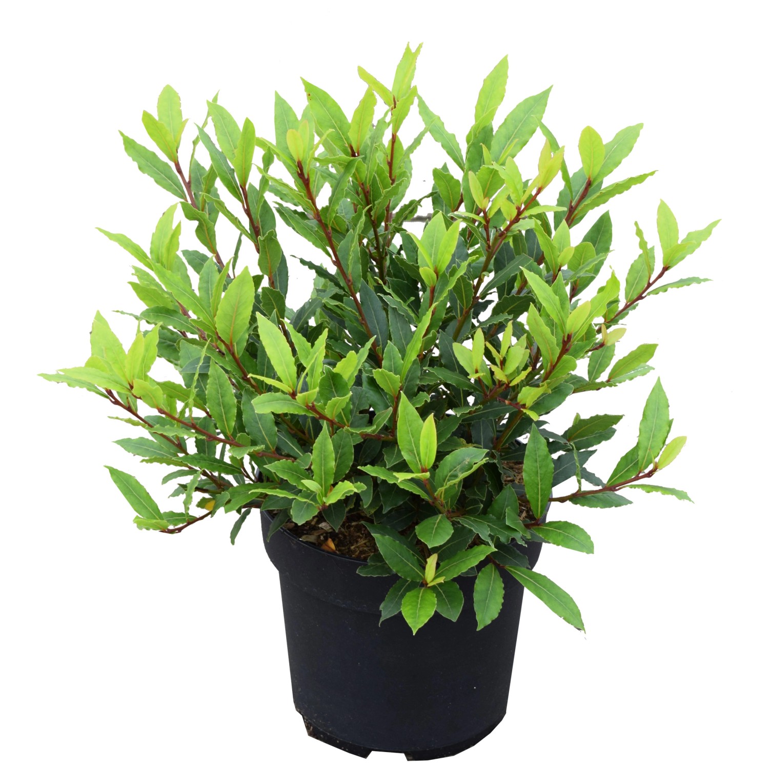 Echter Lorbeer Little Ragu® Sweet Bay Laurus nobilis Topf Ø 21 cm