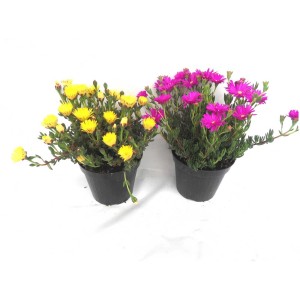 Deux ficoïdes à feuilles de sédum GROW by OBI en pot, jaune et rose, plantes de parterre.