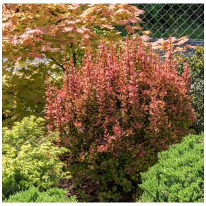 Crespino Orange Rocket® in giardino: arbusto con foglie rosso-arancio in vaso.