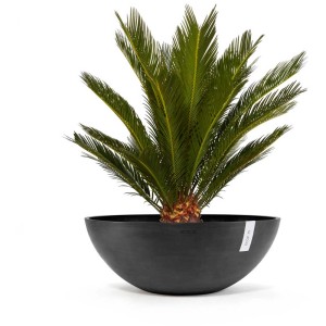 Pot de fleurs Ecopots Vienna gris foncé, Ø 70 cm, avec plante. Idéal pour le jardin et la terrasse.