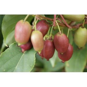 Primo piano di bacche rosse di Kiwi Red Jumbo sull'arbusto.