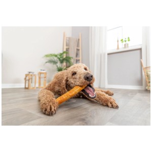Goldendoodle Hund kaut Trixie Denta Fun Kaurolle aus Kollagen mit Huhn auf grauem Boden.