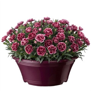 Mélange d'œillets Edel en pot (environ 17 cm) avec des fleurs rose-rouge.