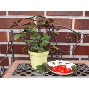 Basilic Ocimum en pot avec tomates et mozzarella. Herbes de cuisine pour gourmets.