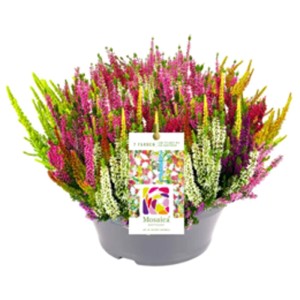 Bruyère Beauty Ladies Mosaica en pot, Calluna vulgaris avec des fleurs colorées roses, jaunes, blanches et vertes.