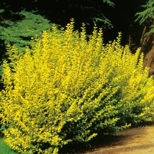 Ligustro dorato "Aureum" come pianta da siepe o da vaso.