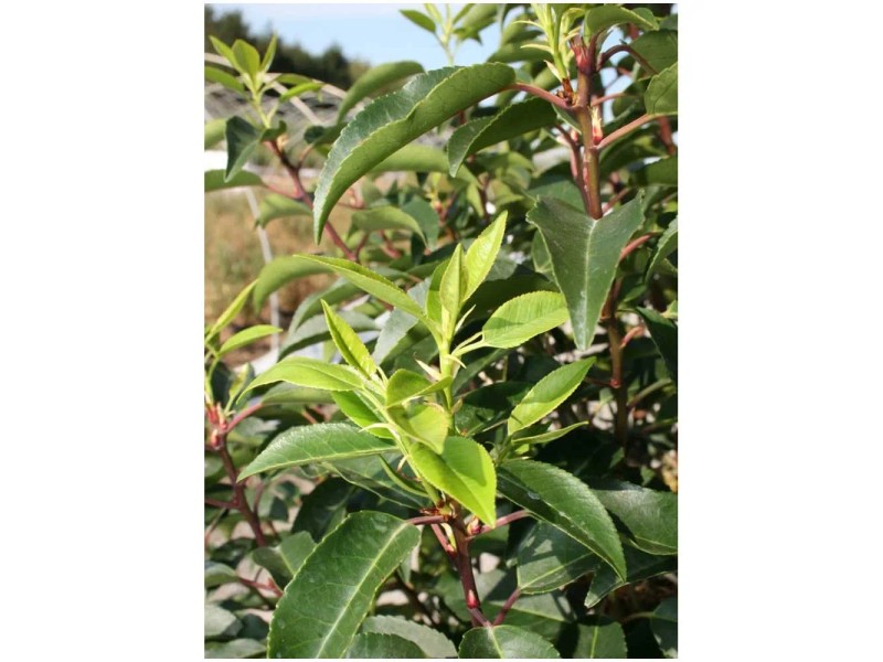 Portugiesische Lorbeerkirsche Angustifolia Prunus lusitanica Topf  18 cm