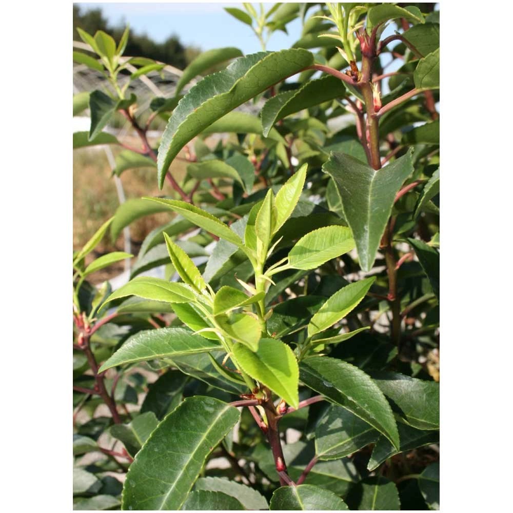 Portugiesische Lorbeerkirsche Angustifolia Prunus lusitanica Topf Ø 18