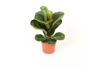 Geigenfeige Ficus Lyrata Bambino Topf Ø 21 cm / Höhe ca. 55 cm