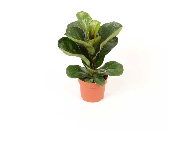 Geigenfeige Ficus Lyrata Bambino Topf Ø 21 cm / Höhe ca. 55 cm kaufen ...