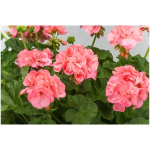 Géranium zonale (Pelargonium zonale) en pot, fleurs roses et feuilles vertes.