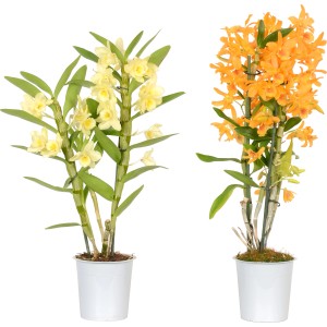 Orchidée bambou Nobilee jaune-orange, 2 tiges en pot. Plante d'intérieur.
