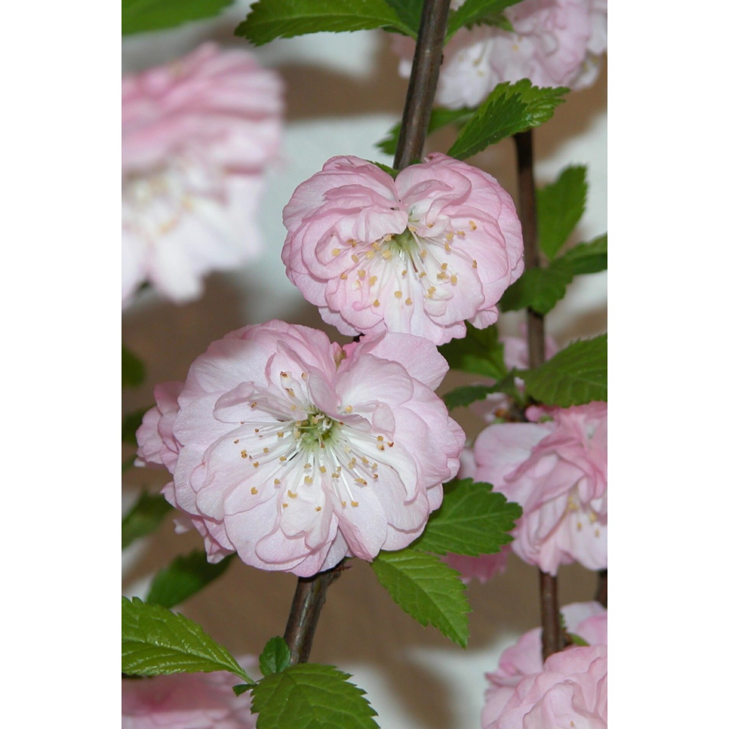 Mandelbäumchen Rosa 6 l kaufen bei OBI