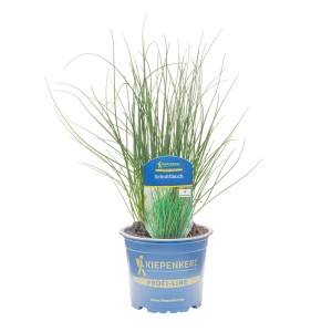 Ciboulette Kiepenkerl en pot, herbe aromatique avec des tiges vertes dans un pot bleu.