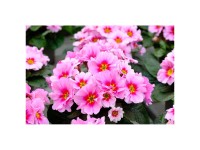 Primel Primula vulgaris Topf Ø 9 cm