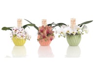 Schmetterlings-Orchidee Phalaenopsis 2-Trieber Twister Schmetterlings-Orchidee Phalaenopsis 2-Trieber Twister