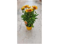 Sonnenhut Rudbeckia hirta Sunbeckia Topf Ø 21 cm / 1 Stk.