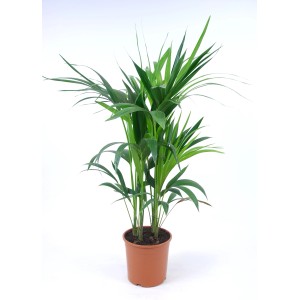 Kentia Howea en pot, plante verte d'intérieur pour endroits peu lumineux.