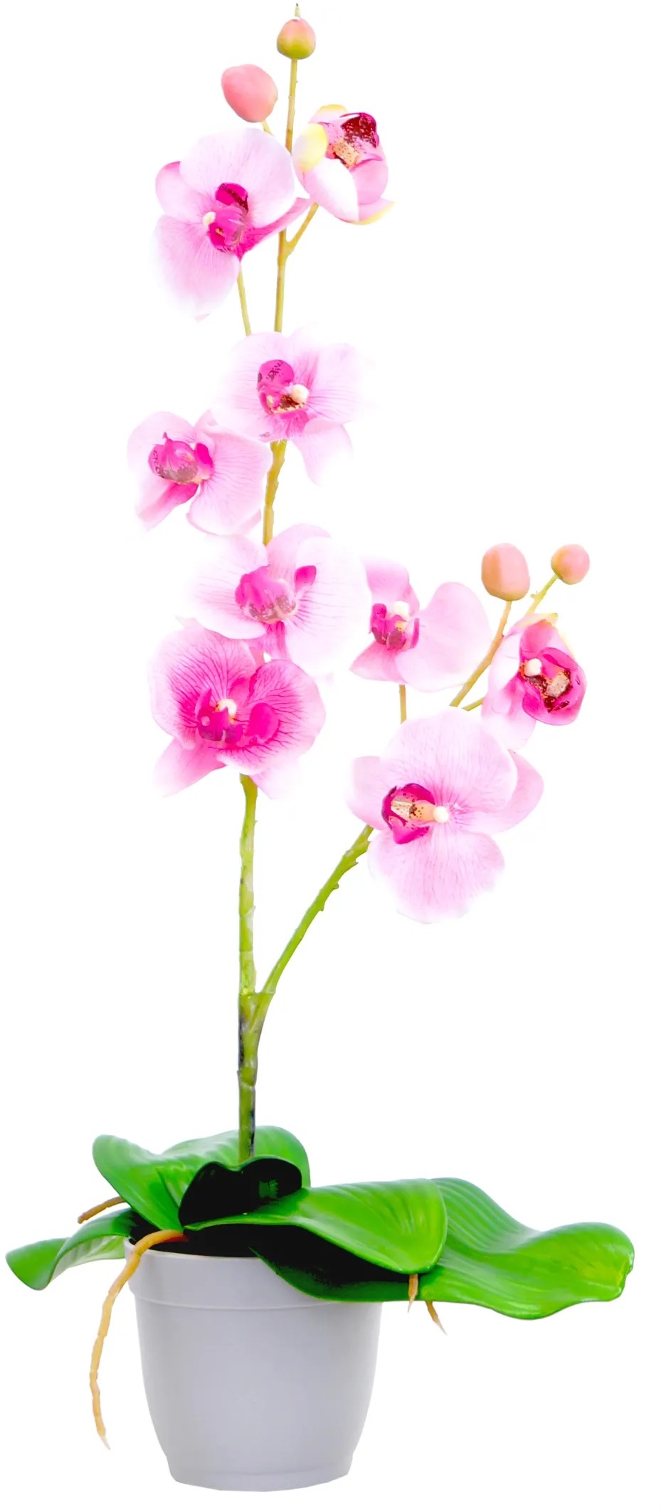 Plumeria Hawaiian (Frangipani) – Blühende Zimmer Produktbild-Vorschau 9