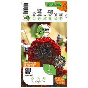 Grow by OBI Dalia Arabian Night, fiore rosso scuro. Bulbo da fiore per aiuole e vasi.