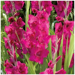 Gladioli Plumtart viola di Grow by OBI, 12 pz. Bulbi da fiore per aiuole, vasi e fiori recisi.