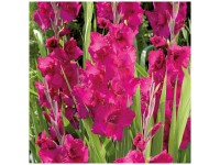Grow by OBI Gladiolen Plumtart Lila 12 Stk. Grow by OBI Gladiolen Plumtart Lila 12 Stk.