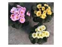 Primel Obsidian zweifarbig Primula Hybride Topf Ø 12 cm / 1 Stk.