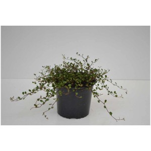 Mix di piante perenni in vaso (Ø 13cm) con diverse varietà, adatte per fioriere.