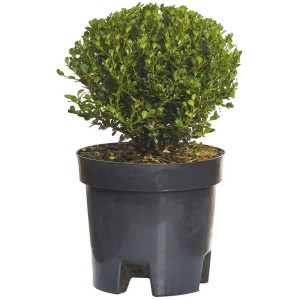 Bosso Faulkner in vaso, foglie verdi, adatto per arte topiaria.