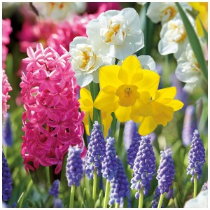 GROW by OBI Collezione Profumo: Mix di bulbi da fiore con giacinti, narcisi e muscari.