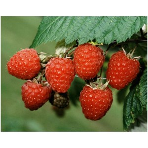 Framboises Meeker rouges et fraîches sur une branche avec des feuilles vertes.