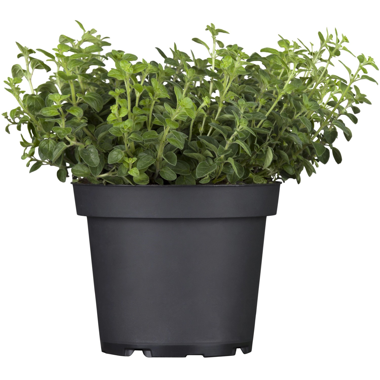 Griechischer Oregano &amp;quot;Kreta&amp;quot; Topf-Ø ca. 12 cm Origanum kaufen bei OBI