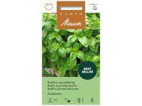 Saatplatte Basilikum grossblättrig