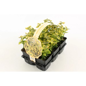 Couvre-sol Euonymus Emerald 'N Gold en plateau avec feuilles jaune-vert.