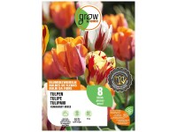 GROW by OBI Tulpen-Mischung Triumph Rembrandt Mixed 45 cm / 8 Stk.