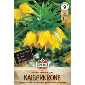 Sperli Kaiserkrone 'Lutea' Blumenzwiebel mit gelben, glockenförmigen Blüten und grünen Blättern.