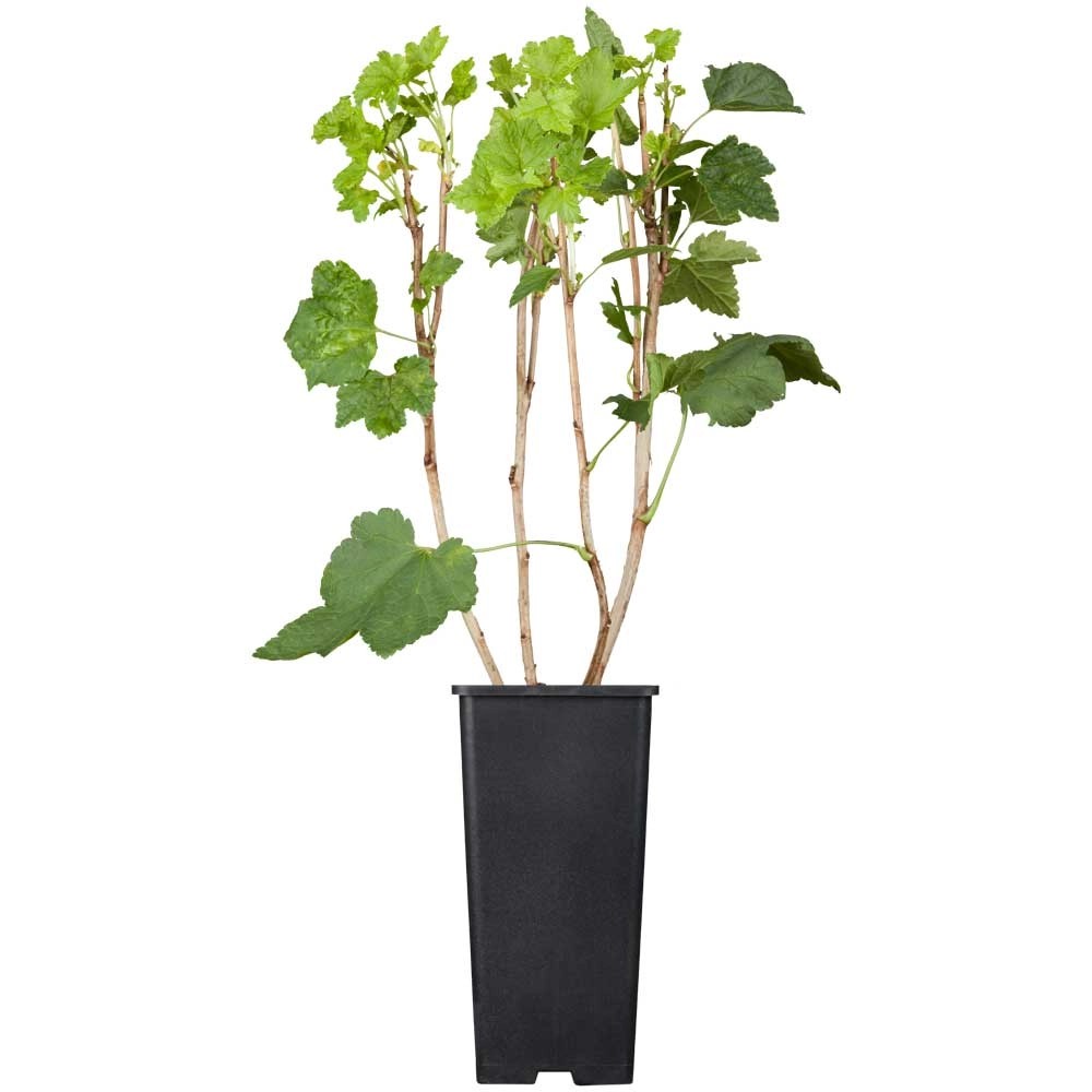GROW by OBI Johannisbeere Jonkheer Ribes rubrum Rot Topf 2 l / Höhe 20