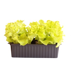 Lollo Bionda Bio, confezione da 12 con cespi di lattuga ricci verde chiaro.