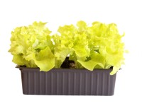 Lollo Bionda Bio 12er-Schale