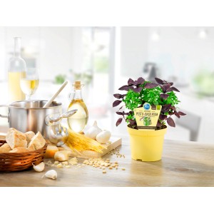 Basilic Blu Bio-Pesto en pot jaune, idéal pour les plats méditerranéens.